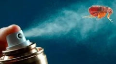 Боротьба з блохом щурів у квартирі